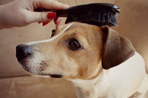 10 Hair Grooming Tips To Take Care Of Your Dogs Skin And Coat