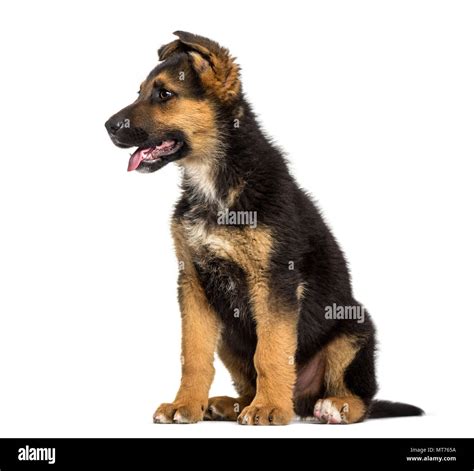 German Shepherd Puppy 3 Months Old Sitting Against White Background