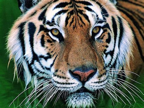 Tigers Pet Tiger Wild Cat Species Wild Cats