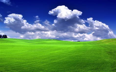 Free Download Grass Nature View Grass Wallpaper 30826213 Page 7