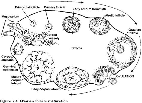 Draw A Neat Labelled Diagram Of A Transverse Section Of Human Ovary Porn Sex Picture