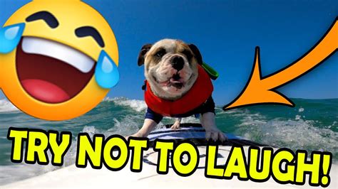 Try Not To Laugh Funniest Dogs Cats And Other Animal Videos