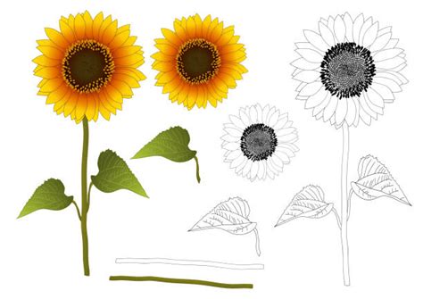 Best Sunflower Field Drawings Illustrations Royalty Free