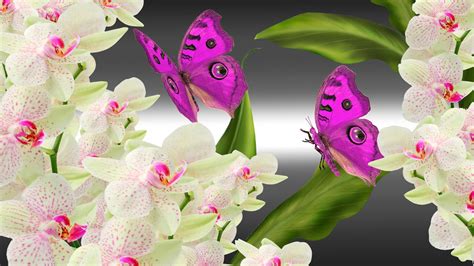 Orchids Butterflies Bright Hd Desktop Wallpaper Widescreen High