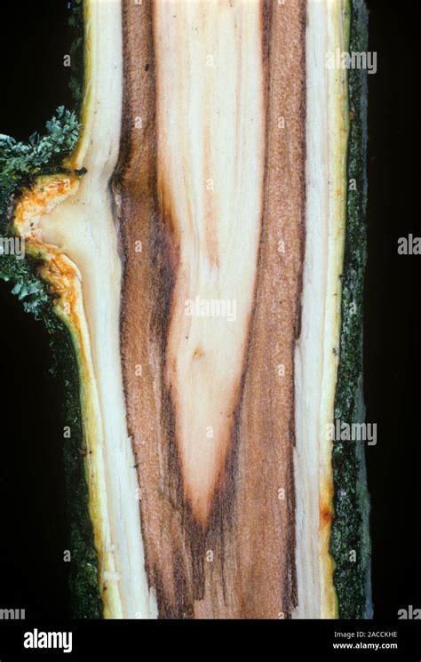 Apple Canker Nectria Galligena Longitudinal Section Through An Apple