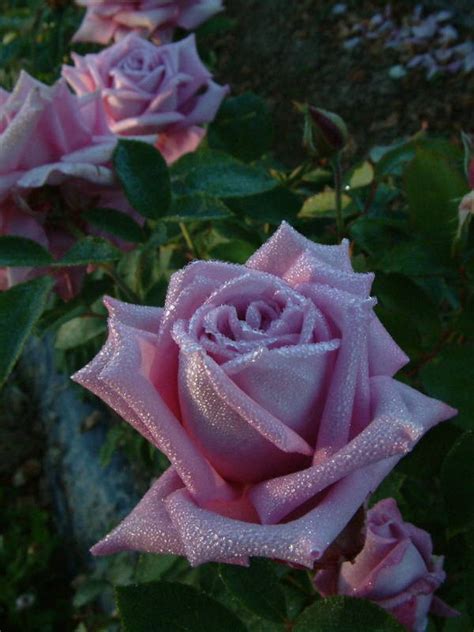 Mamy Blue Hybrid Teas Old Garden Roses Rose Catalog Tasman Bay