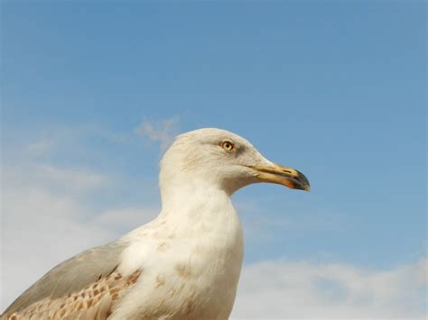 Free Images Bird Peak Seabird Seagull Wildlife Beak Fauna Eye