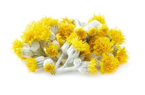 Helichrysum Materia Medica Natural Health Science