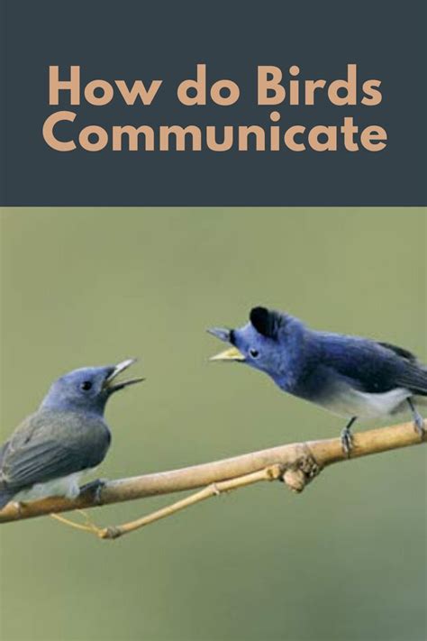 Best 10 Ways How Do Birds Communicate Communications Birds Male Bird