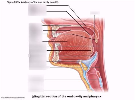 Oral Cavity Pharynx Diagram Quizlet