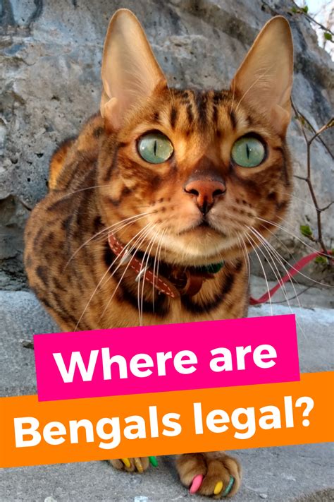 Article Where Are Bengals Legal Or Illegal Bengal Cat Bengals Cats