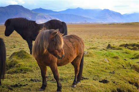 Icelandic horses | Every Day A Vacation