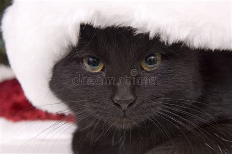 Black Cat With Large Santa Hat Stock Photo Image Of Artificial White
