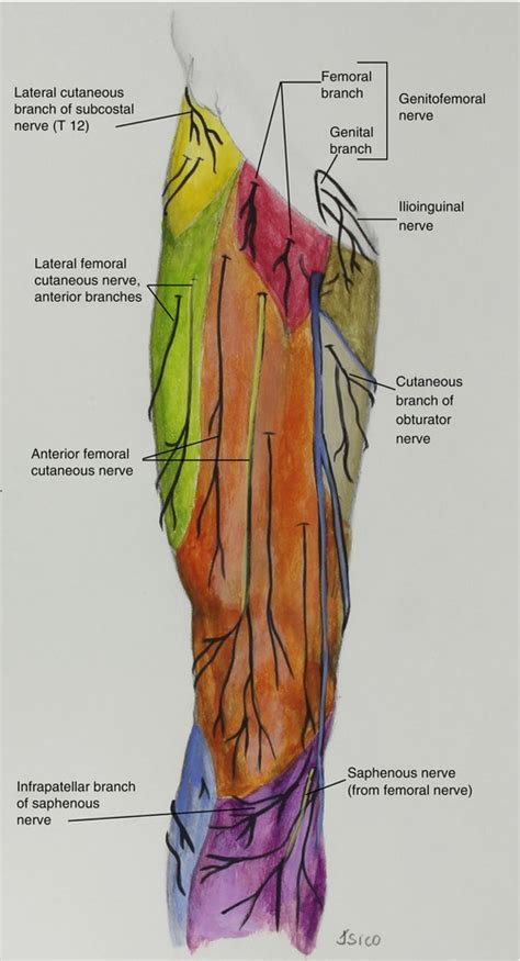 Groin Muscles Diagram