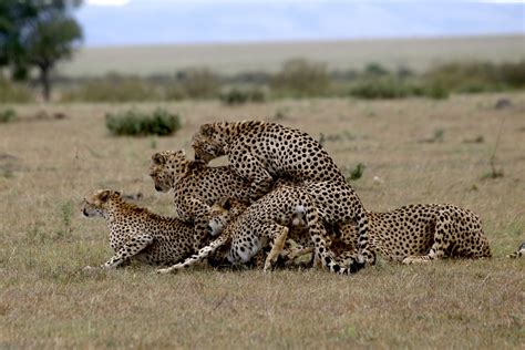 The Cheetah Africa Geographic Cheetahs Lions And Hyenas Asiatic
