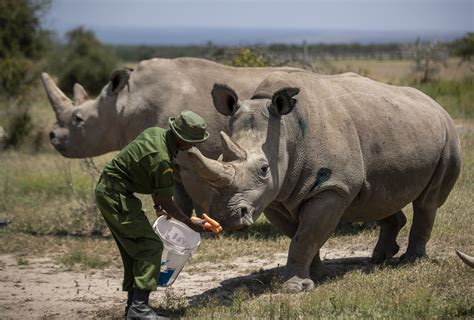 Amazing New Embryo Made Of Nearly Extinct Rhino Species