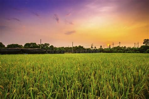 Beautiful View Of Rice Paddy Field During Sunset Stock Photo Image Of