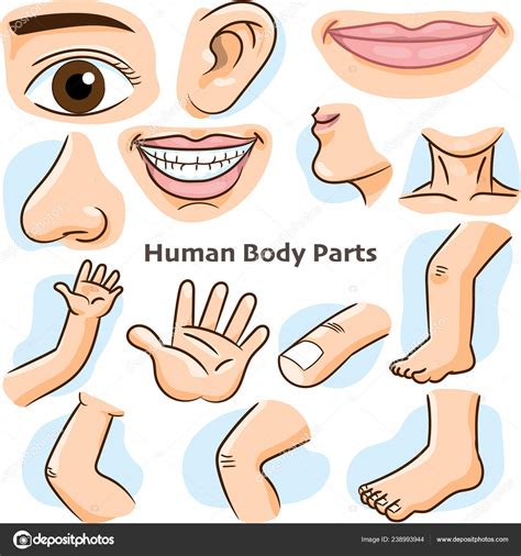 Cartoon Little Girl Vocabulary Of Human Body Parts Ve