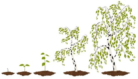Five Stages Of Growing Maple Tree Stock Vector Image By ©sashazerg