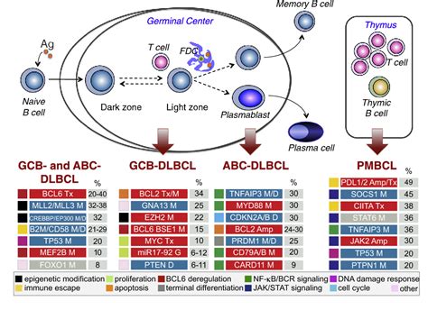 Pdf The Genetic Landscape Of Diffuse Large B Cell Lymphoma