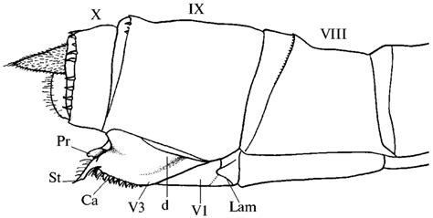 H Alienum Skeleton Of The Ovipositor Download Scientific Diagram