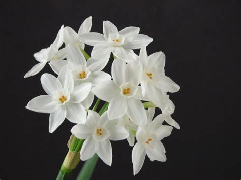 December Birth Flowers Holly And Narcissus Paperwhite The Old
