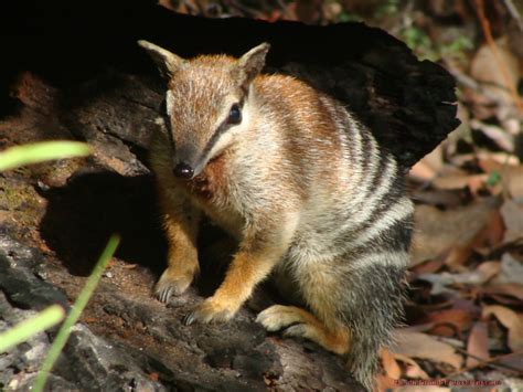 The Numbat Cute Animal Amazing Facts And Photos Animals Lover