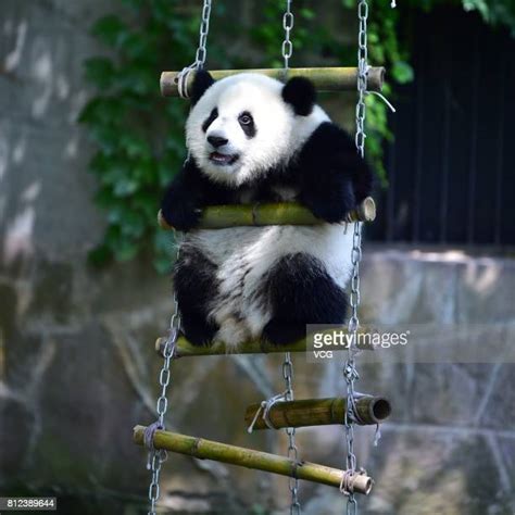 Twin Giant Pandas Celebrate 1st Birthday In Chongqing Photos And