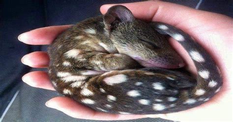 A Baby Quoll Aww