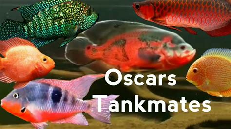 Oscar Fish Tank Mates Best Tankmates For Oscar Top 10 Tank Mates