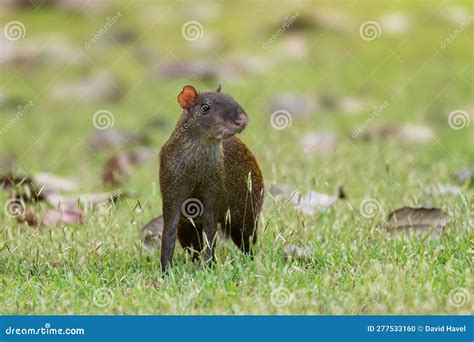 Central American Agouti Dasyprocta Punctata Large Brown Rodent Stock
