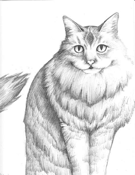 Realistic Pen And Ink Cat By Moxiemouse On Deviantart