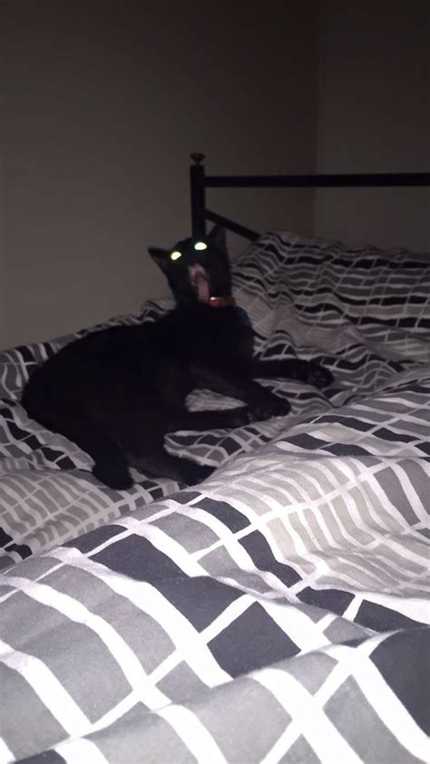 50 Pics Proving That Cats Are Actually Demons Cats Cat Pics Crazy Cats