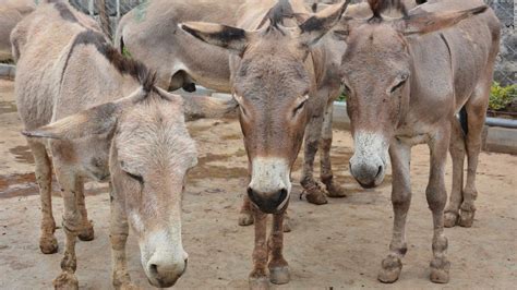 Kenya Bans Slaughterhouses Following A Rise In Theft Of Donkeys Cnn