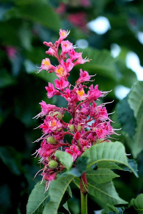 Red Horse Chestnut Aesculus X Carnea Hybrid Tree With Red Flowers