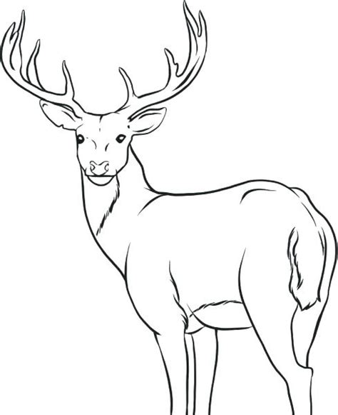 Whitetail Buck Coloring Pages At Free Printable