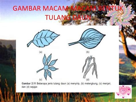 Gambar Struktur Daun Fungsinya Gambar Macam Bentuk Tulang Di Rebanas