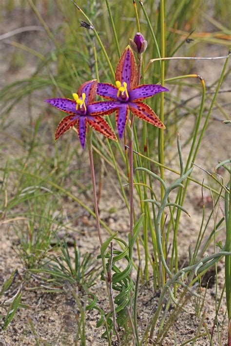 Eastern Queen Of Sheba Thelymitra Speciosa The Orchids Of Western