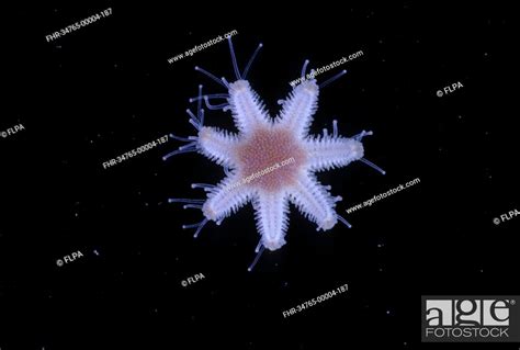 Seven Armed Starfish Luidia Ciliaris Young 4 Months Old Stock Photo