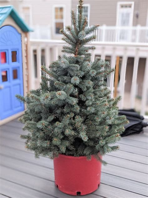 How To Take Care Of A Potted Christmas Tree The Right Way Artofit