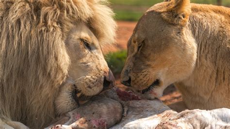 Food chains describe and show how organisms are connected through what they eat. What do Lions Eat? Discover The Lion Diet