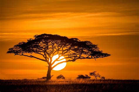 Pin By Yanina On Bobs Africa Sunset African Sunset African Tree