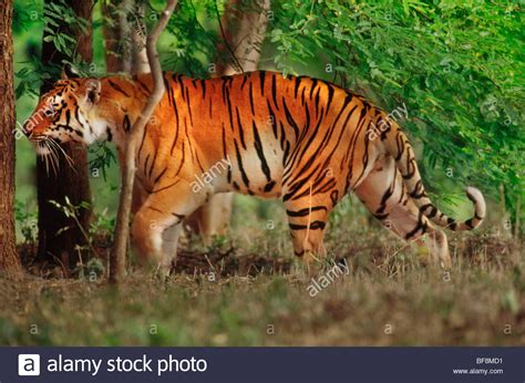 Bengal Tiger Prowling Panthera Tigris Tigris Western Ghats India