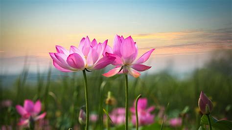 Hd Wallpaper Flower Sunrise Lotus Lotus Flower Nature Beautiful