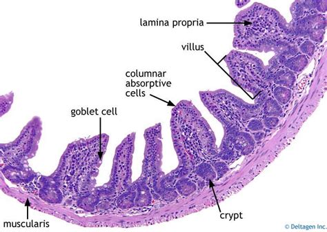 Small Intestine Histology Histology Slides Human Anatomy And