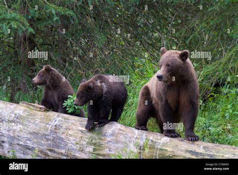 A Brown Or Grizzly Bear Chugach National Forest Near Seward Alaska