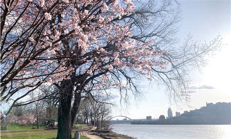 Spring Has Sprung And So Have Cincinnatis Cherry Blossoms