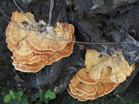 Edible Mushrooms That Grow On Dead Trees Our Pastimes