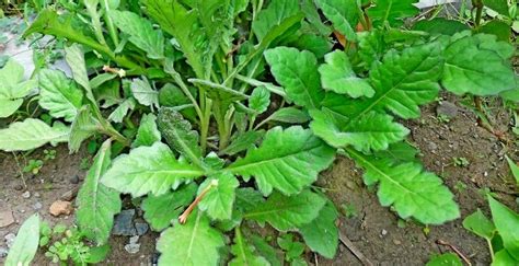 Pdf | rumput laut merupakan bahan baku dari berbagai jenis produk olahan yang bernilai ekonomi tinggi. Macam-macam Obat Rumput Padi