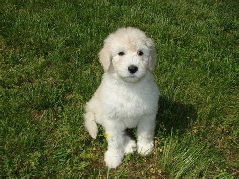 pyredoodle great pyrenees poodle mix info puppies  pictures